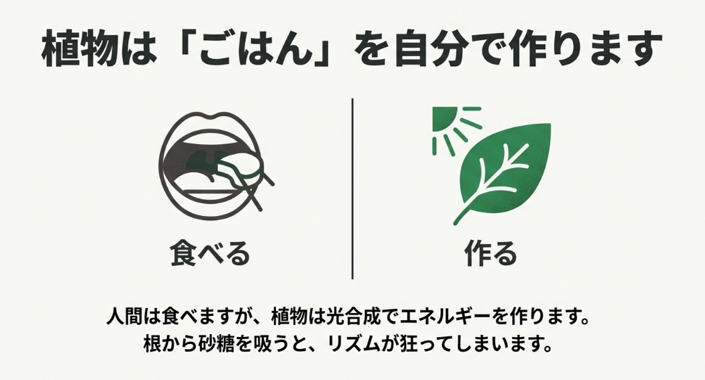植物は光合成で自分でエネルギーを作り出す独立栄養生物であることを説明する図解